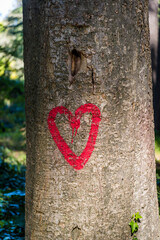 Tree with a heart drawn on it, Zadar, Dalmatia, Croatia