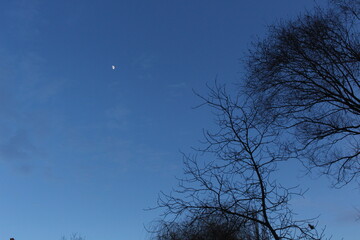 The moon appeared in the dark evening sky. Silhouettes of winter trees graceful against the sky
