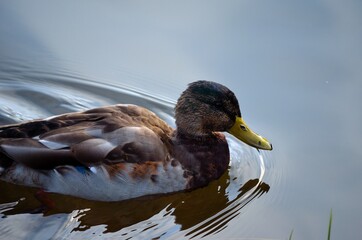 beautiful male mallard duck looking for food in clear summer pond