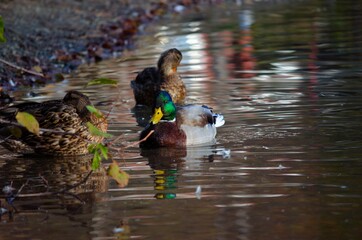 mallard ducks in clear summer pond water looking for food