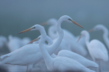 Flock of Great Egrets in misty mornings 