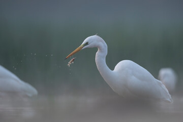 Great Egret fishing in misty mornings