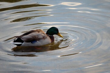 beautiful male mallard duck looking for food in clear summer pond