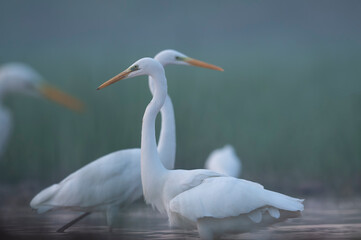 Great Egret fishing in misty morning