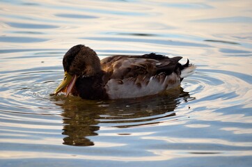 beautiful male mallard duck looking for food in clear summer pond