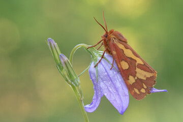 Hyphoraia testudinaria, farfalla notturna rara su campanula