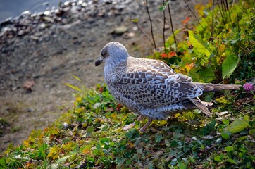 seagull standing and looking out over summer pond