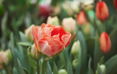 Wide-open red tulips blooming in the garden