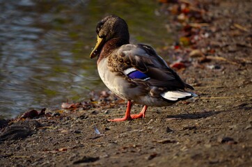 male mallard duck scouting for food from sandy pond shore