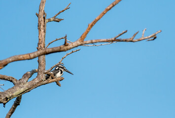 The pied kingfisher perching on tree branch , Thaila