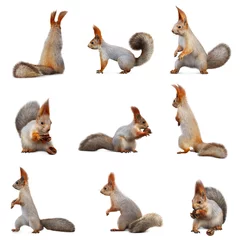 Foto op Plexiglas Set met schattige eekhoorns op witte achtergrond © New Africa