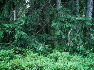 Blueberry shrubs cover the ground of a spruce forest, summer day in northern woods, everything is green, nature scene with selective focus