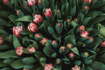 Red tulips blooming in the garden, top view