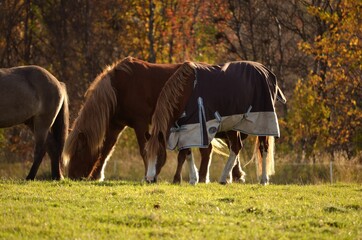 majestic horses grazing on autumn field at sunset