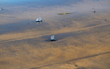 Cnidarian species called by-the-wind sailor or little sail (Velella velella) stranded on beach in...