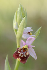 Ophrys fuciflora, orchidea selvatica 