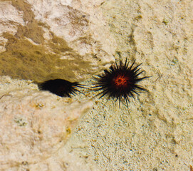 Sea urchin in the water on the rocks 