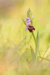Ophrys fuciflora, orchidea selvatica 