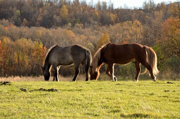 majestic horses grazing on autumn field at sunset