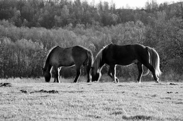 majestic horses grazing on autumn field at sunset
