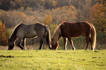 majestic horses grazing on autumn field at sunset