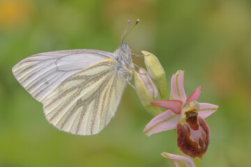 Pieris napi su Ophrys exaltata, farfalla alle prime luci che si distende su una orchidea selvatica   © Francesco