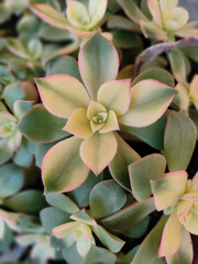 Obraz premium Cacti, succulents and small succulents with new shoots
