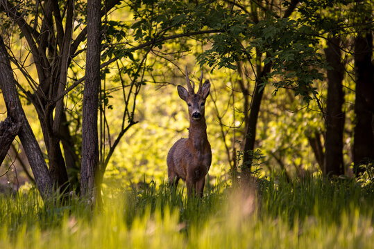 a deer in the forest looking at the camera in spring season. wild creature capreolus capreolus. goat in freedom during summer