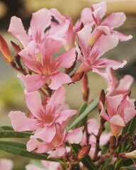 photo of artistic pink nerium oleander flowers in the garden