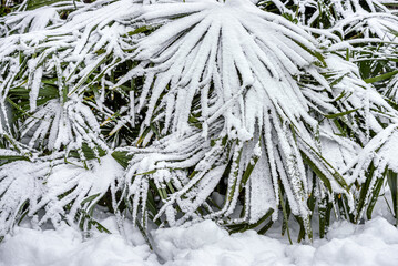 Palm trees in the snow, winter season background