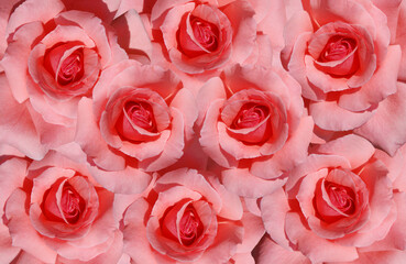 The flowers are rose pink