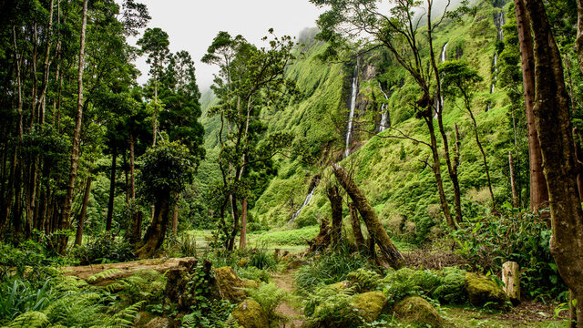 Azores Rainforest