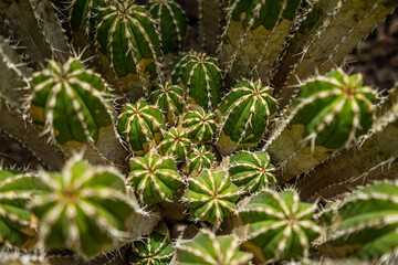 green cactus on the ground 