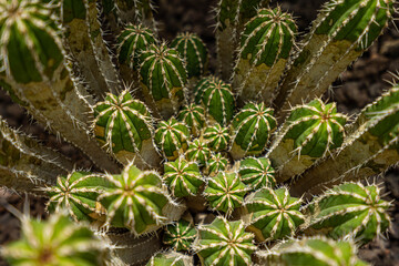 green cactus on the ground 