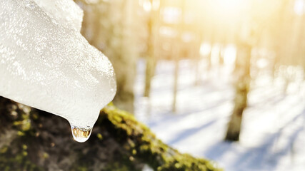 Water drop of melting ice on sunny forest scene. Springtime thaw. Global warming. Climate change. Ice melting.
