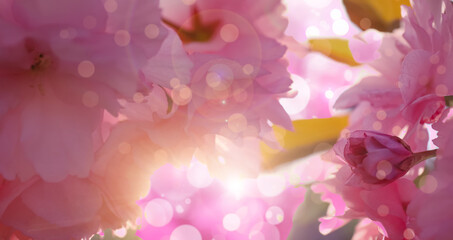 Blossoming sakura tree outdoors on spring day, closeup