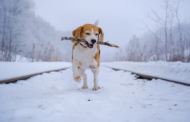 cute beagle dog on a walk in a winter snow-covered park. beagle runs and plays in the snow