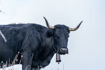 Black cow in field with very large pitons and cowbell in the neck.