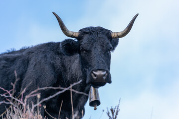 Black cow in field with very large pitons and cowbell in the neck.