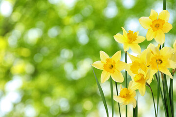 Beautiful spring flowers outdoors on sunny day , space for text