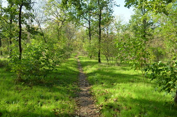 path in the forest