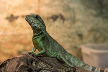 iguana on a tree