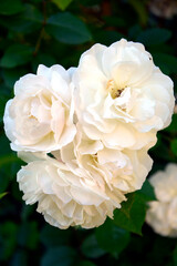 Peonies. Peony flowers close up. Blooming rose bush. White buds with lush petals. Beautiful flowering shrubs in the garden.
