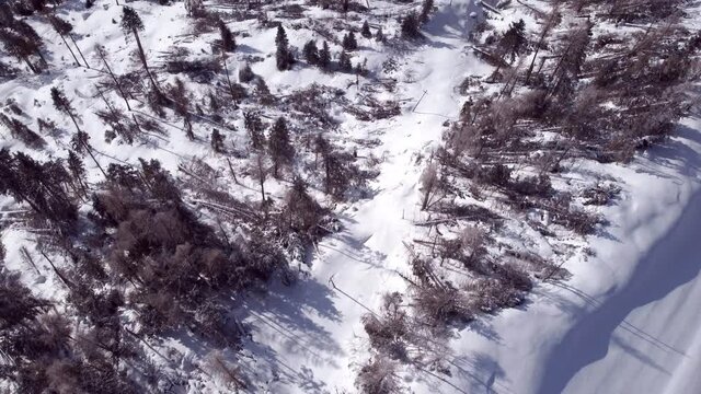 4K drone aerial view vaia disaster south tyrol nature strength climate change concept drone view  in the wilderness from above global warming