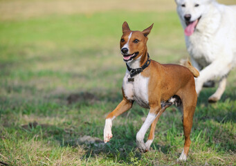 Basenji Kongo Terrier Dog