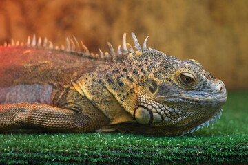 iguana in the zoo