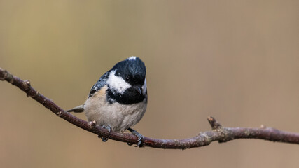 Naklejka premium Coal Tit sitting on a stick