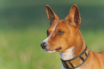Basenji Kongo Terrier Dog