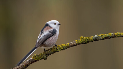 Long-tailed tit sitting on a stick