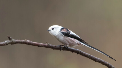 Long-tailed tit sitting on a stick